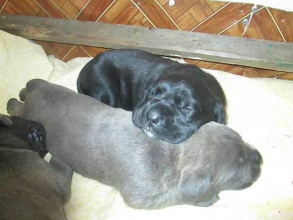 Малыши Корсики 3 мес в Москве фото 39