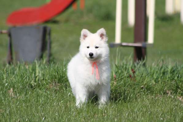 Щенки БШО в Москве фото 32