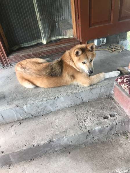 Собака в добрые руки