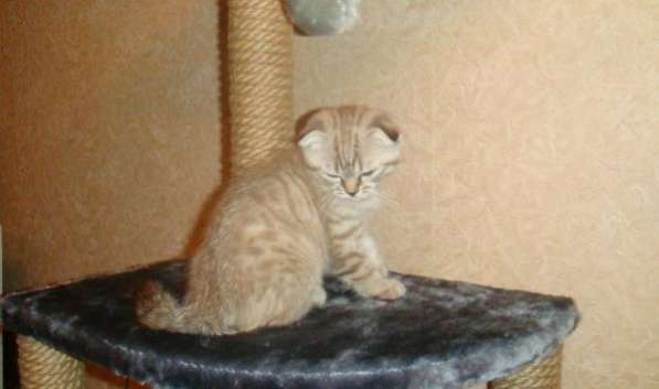 Шотландские котята редких окрасов