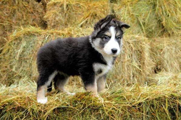 Собака в добрые руки щенок в Санкт-Петербурге