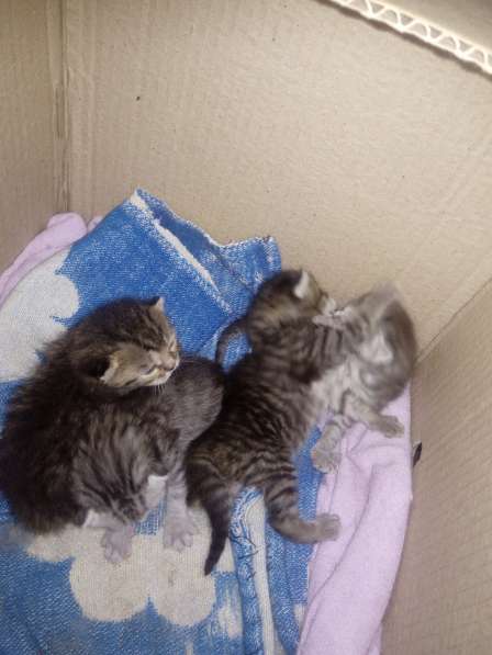 Породам котят в Оренбурге фото 8