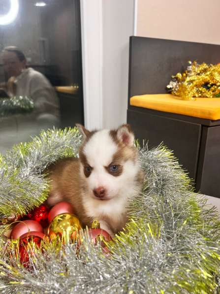 Pomsky Puppys в Санкт-Петербурге фото 3