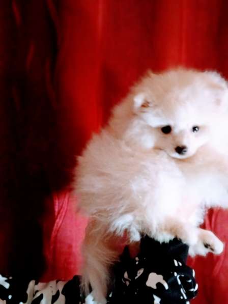Продается белоснежный щенок померанский шпиц в фото 3