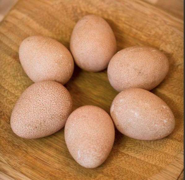 Цыплята, цесарки, инкубационное яйцо в Коломне фото 3