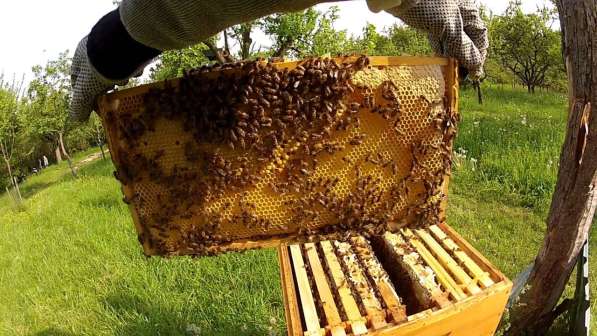 Продам мед со своей пасеки в Красноярске фото 4