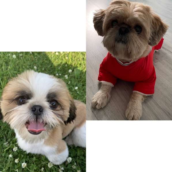 Щенки ши-тцу в Санкт-Петербурге фото 7