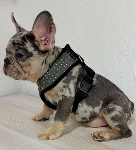 French bulldog. Blue tan and blue merle в фото 3