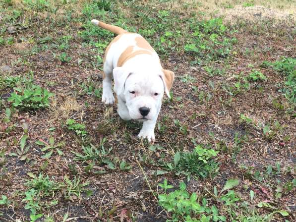 Для ценителей Амстаффтерьера РКФ в Пензе фото 19