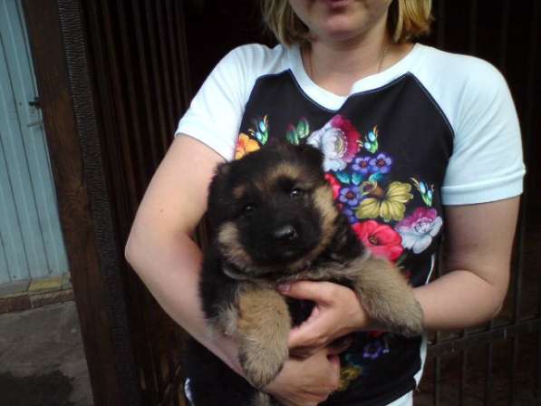 Щенок немецкой овчарки из питомника Вансед в Краснодаре фото 12