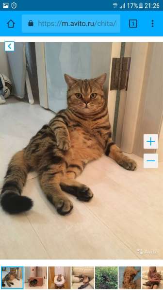 Продам британских котят в Чите фото 8