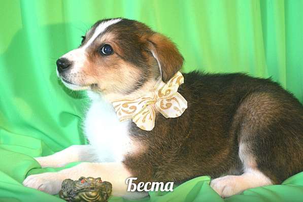 Щенки-девочки Беста, Бетти, Бесси Возраст 2 мес в Санкт-Петербурге фото 7