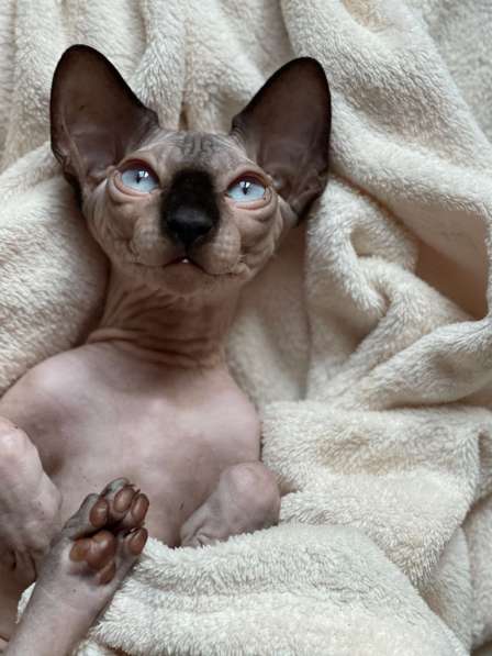 Sphynx boy with blue eyes