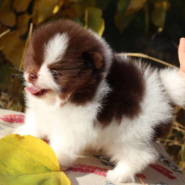 Шоколадный щенок Померанского шпица. Возраст 1,5 месяца в фото 3