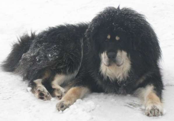 Тибетский мастиф - лучший страж на территории в Москве фото 103