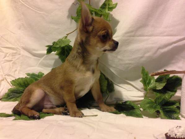 Миниатюрные щенки чихуахуа в Санкт-Петербурге