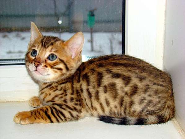 Очаровательные бенгальские котята в Пскове