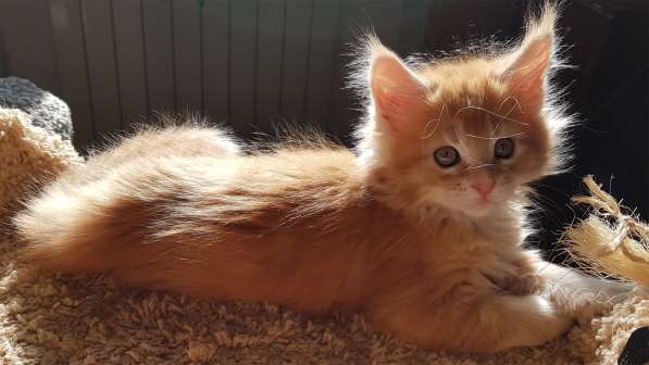 Продаётся красная девочка мейн-кун в Санкт-Петербурге фото 57