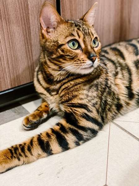 Красивейшая бенгальская кошка Стефания ищет дом и семью