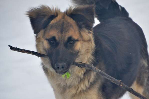 Щенок-подросток Челси в дар! в Москве