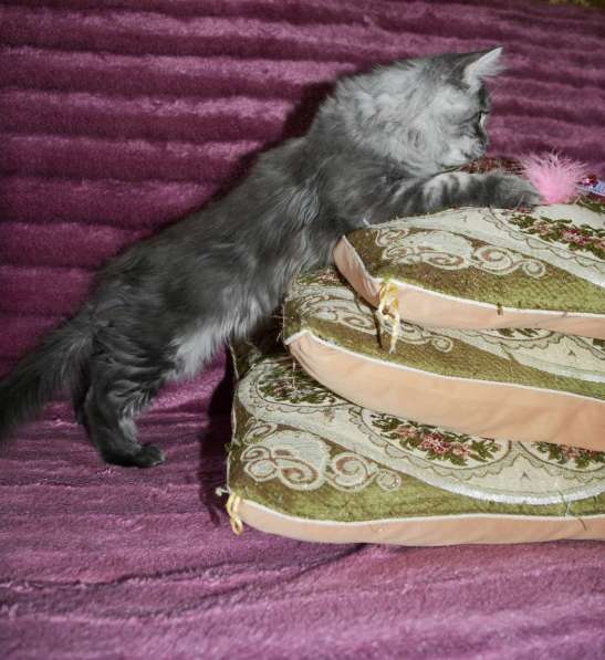 Свободны шикарные котята мэйн-куны редких окрасов в Москве фото 14