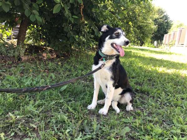 Собачка Лейси в Краснодаре фото 22