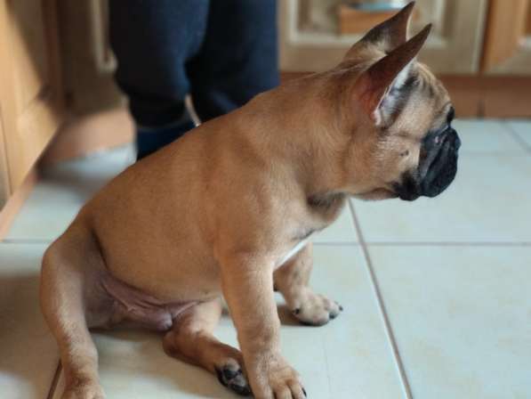 Красивый щенок французского бульдога ищет любящих хозяев в фото 9