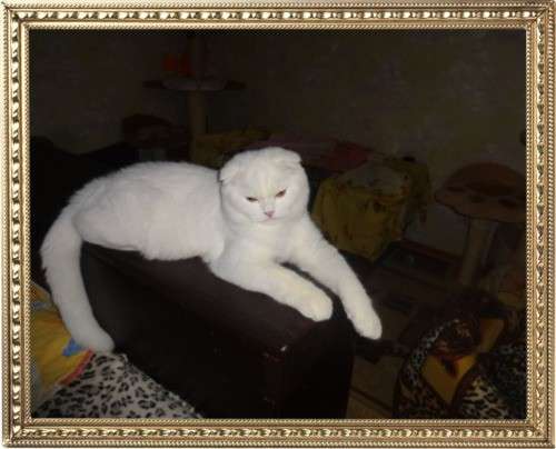 Вислоухий кот с родословной в фото 5