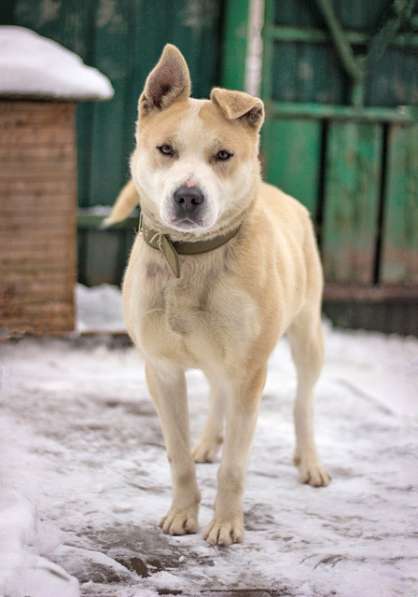 Отличный охранник, молодой домашний пес Алекс в добрые руки в Москве фото 6