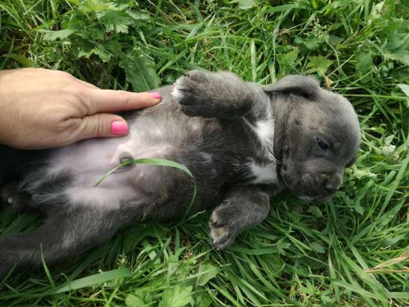 Продам девочку кане корсо. Родилась 10 в Калуге фото 24