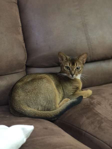 Абиссинские котята! в фото 11