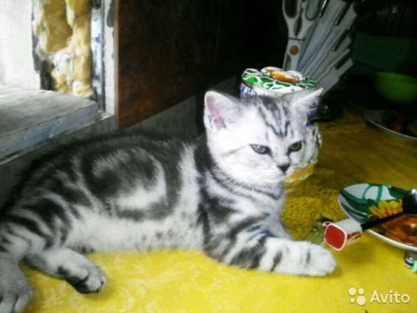 Кот на вязку -1500 котята от 2000 в Шуе фото 15