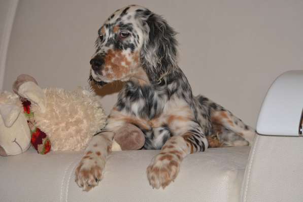 Английский сеттер щенки из элитного питомника в Москве фото 137