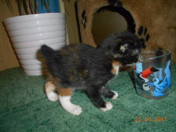 Котенок порода Курильский бобтейл в Москве фото 20