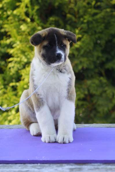 Щенки Американской акиты в Санкт-Петербурге фото 29