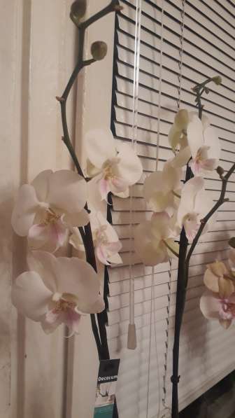 Орхидея в Самаре фото 5
