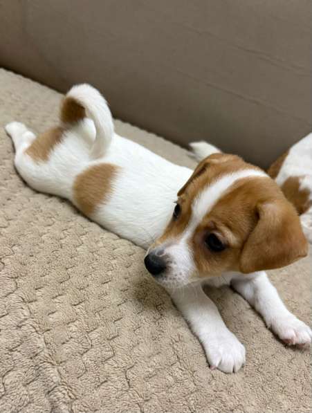 Щенки породы джек рассел терьер в Брянске фото 6