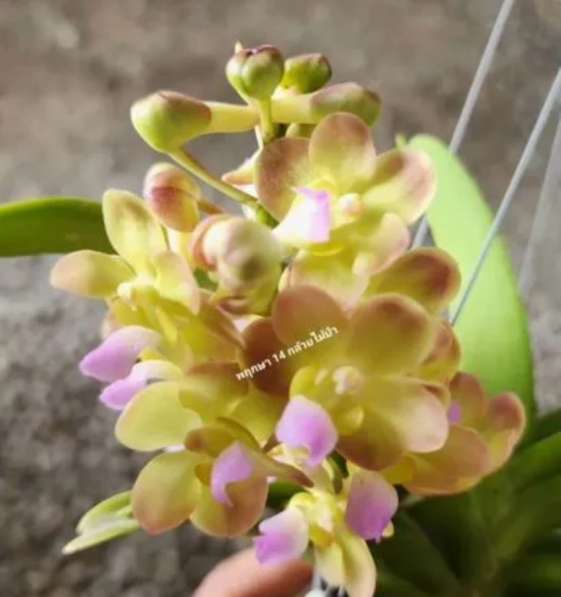 Орхидея Ванда в Челябинске фото 14