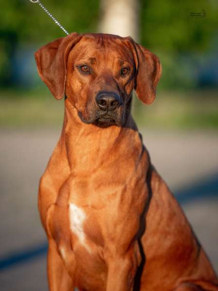 Родезийский риджбек в фото 4