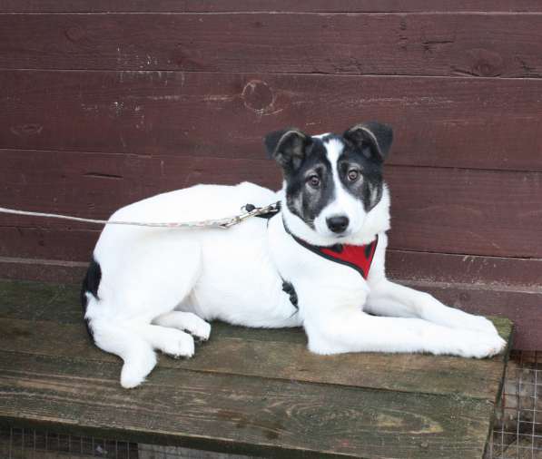 Ласковая малышка Панда в поисках своей семьи в Москве фото 6
