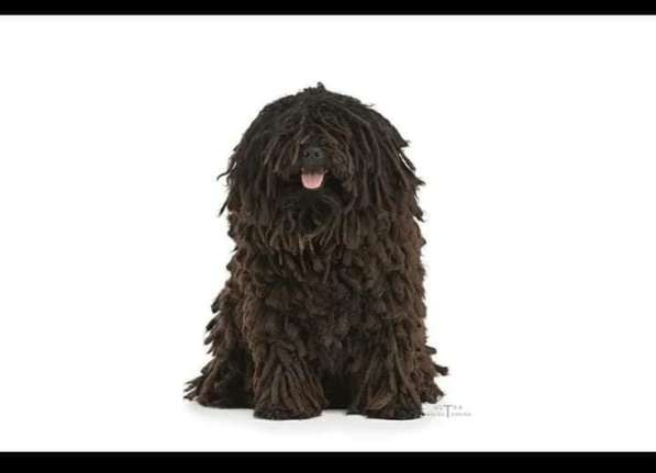 Щенки венгерской овчарки пули в 