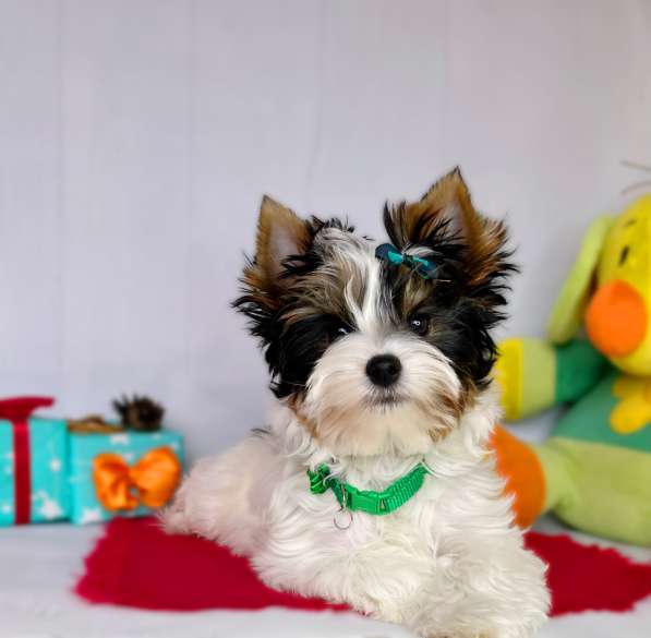 Бивер йоркширский терьер в