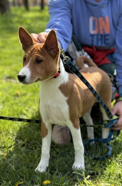 Basenji puppies ответственных и активных владельцев в 