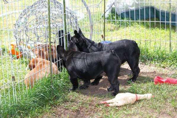 Подрощенные девочки (РКФ) в Москве фото 19