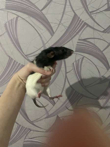 Продам крысу Дамбо в Волгограде фото 3