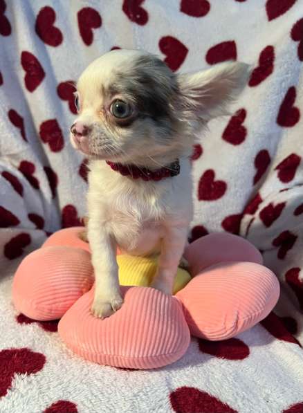 Щенки чихуахуа в Санкт-Петербурге фото 10