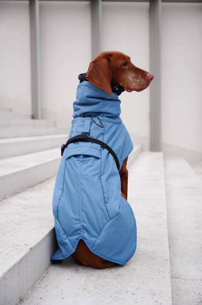 Одежда для собак всех размеров !! в фото 10