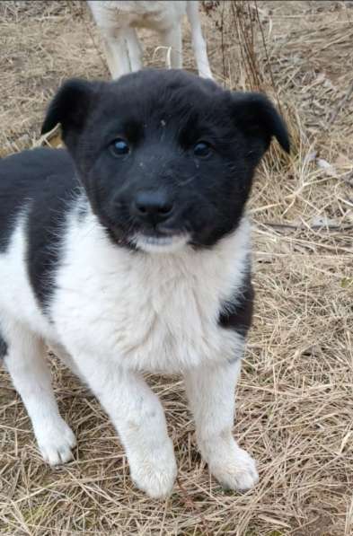 Маленькая Мотя ищет дом в Домодедове фото 5