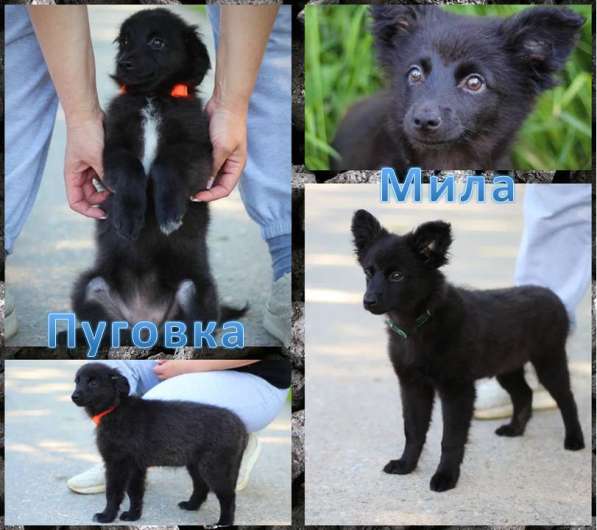 Щенки Пуговка и Мила даром