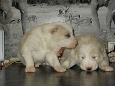 3-х недельные щенки алабая в Саранске фото 5